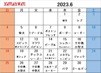 6月犬種別割引カレンダー 2023/05/25 09:30:14