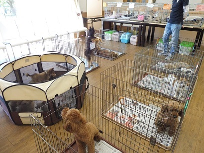 本日の譲渡会