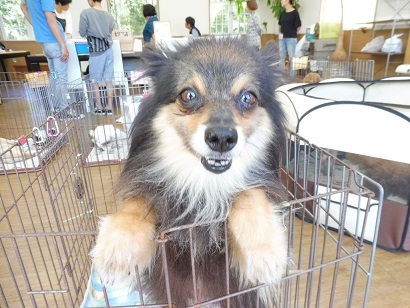 本日の譲渡会