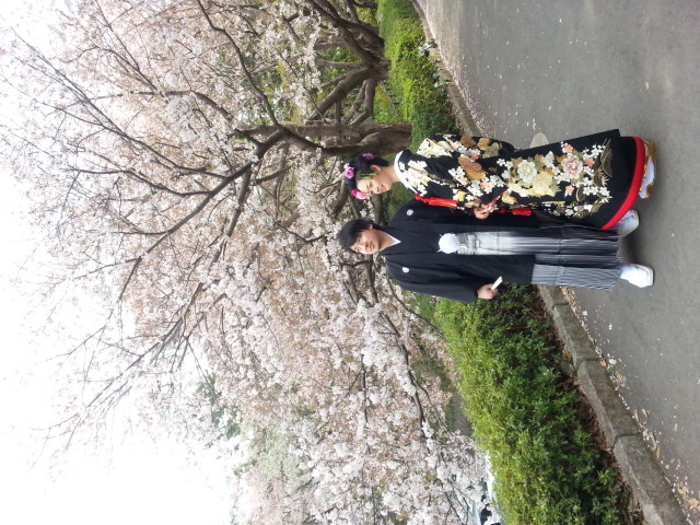 桜の木の下で和装の撮影☆