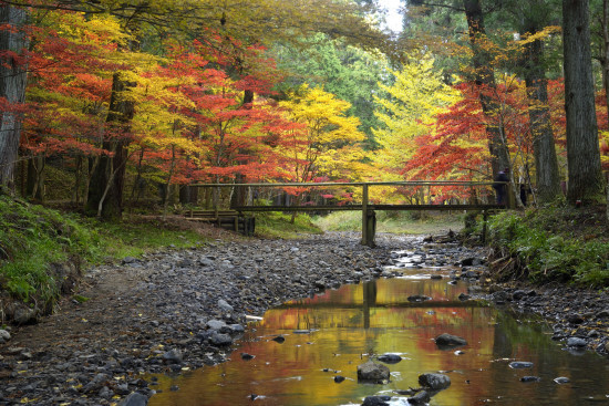 花旅の写真 紅葉 小国神社