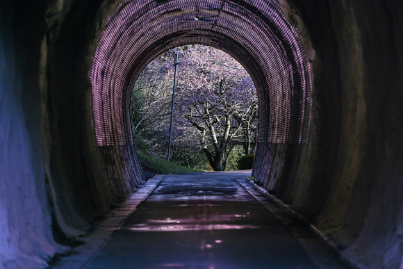 花旅の写真 トンネルの向こうは河津桜