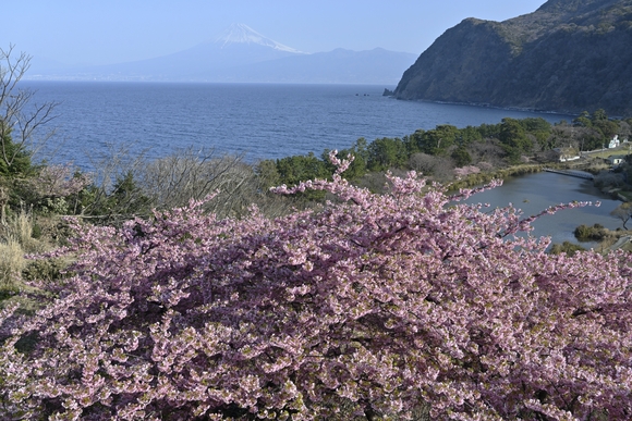 井田河津桜