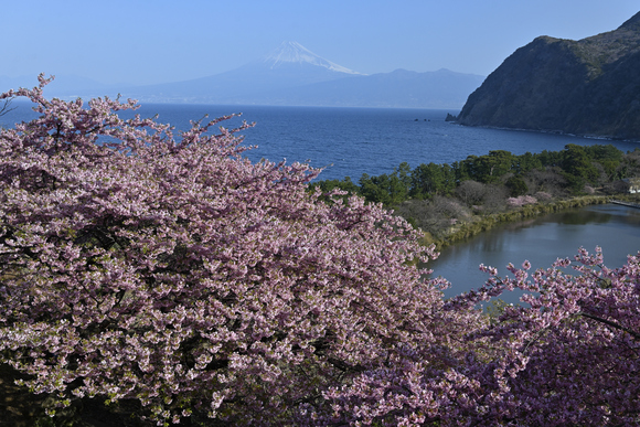 井田河津桜