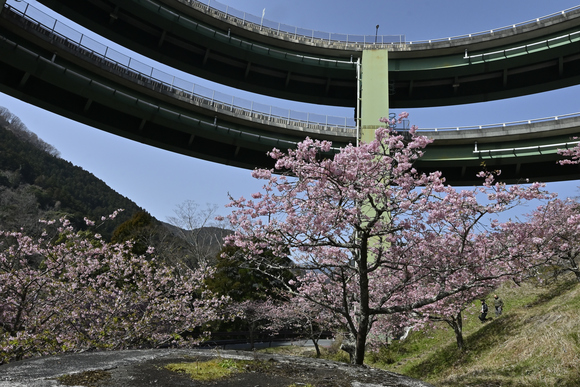 河津ループ橋の桜