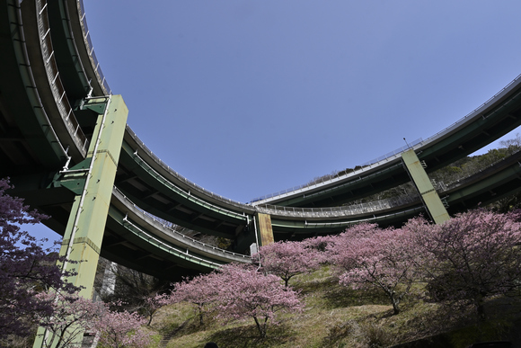 河津ループ橋の桜