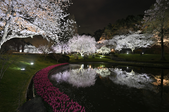 道草旅景色 浜松フラワーパーク 夜桜