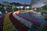 浜松フラワーパーク　夜桜