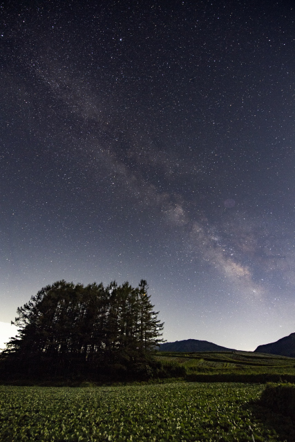唐松林がある丘　星空
