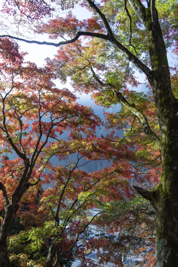 大井平の紅葉　