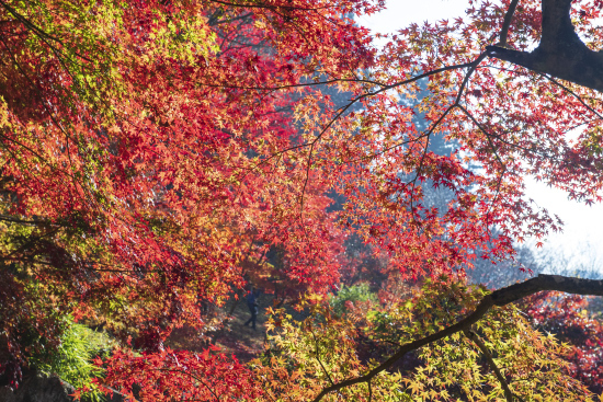 大井平の紅葉　