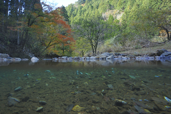 川底も見える紅葉
