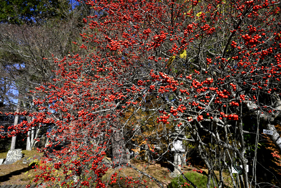 貞祥寺の紅葉