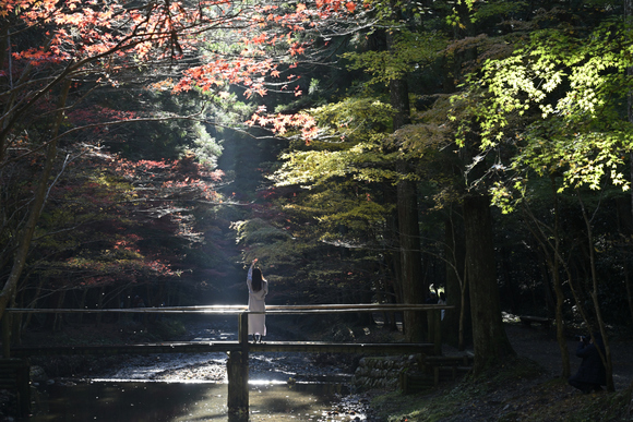 小国神社　紅葉