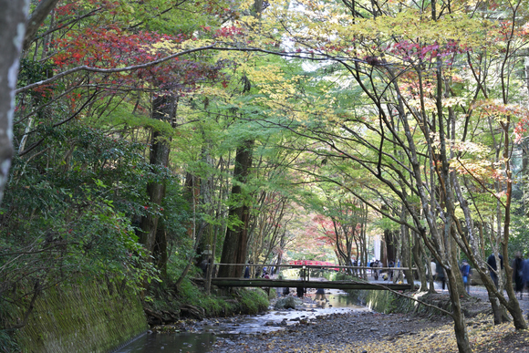 小国神社　紅葉