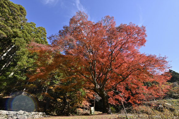 洞泉寺の大カエデ　今年は綺麗だった