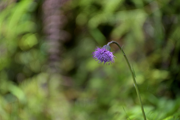 静岡県立森林公園　湿地の花
