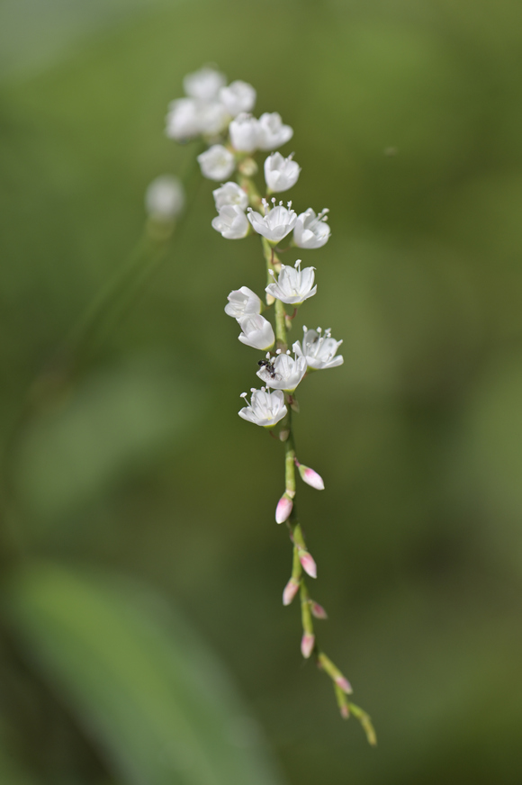 静岡県立森林公園　湿地の花
