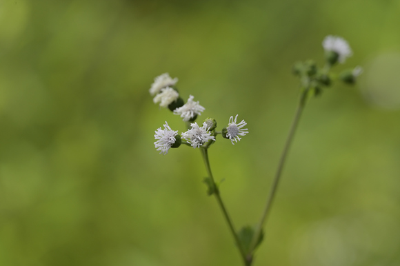 静岡県立森林公園　湿地の花