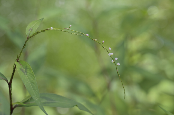 静岡県立森林公園　湿地の花
