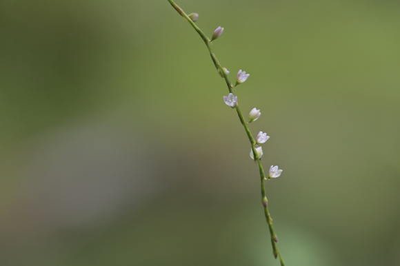 静岡県立森林公園　湿地の花
