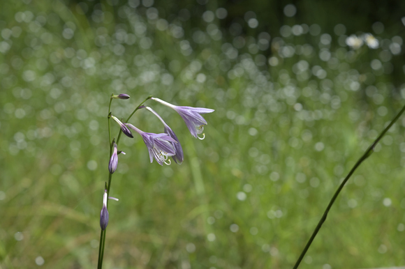 静岡県立森林公園　湿地の花