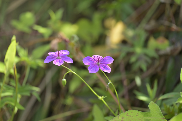 富士山西麓野の花散策