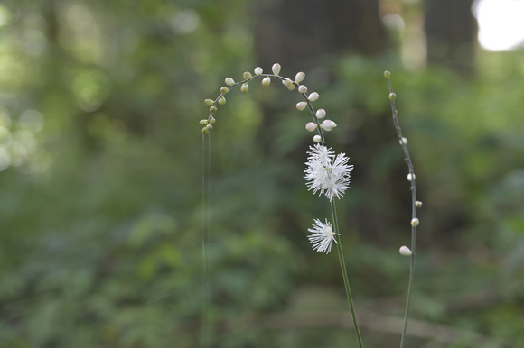 富士山西麓野の花散策