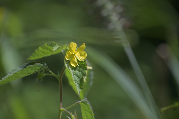 富士山西麓野の花散策