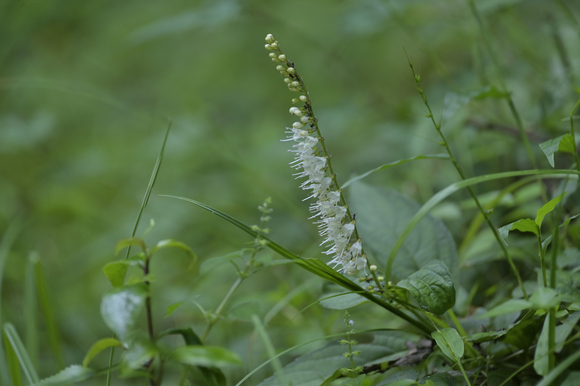 富士山西麓野の花散策