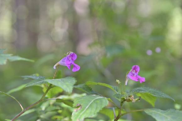 富士山西麓野の花散策