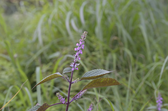富士山西麓野の花散策