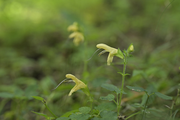 富士山西麓野の花散策
