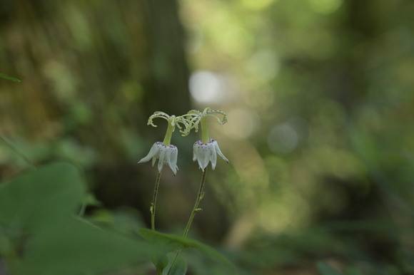 富士山西麓野の花散策