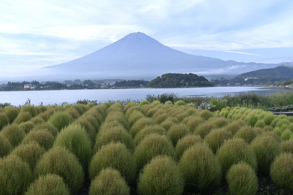 河口湖大石公園　富士山