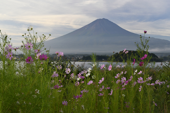 河口湖大石公園　富士山