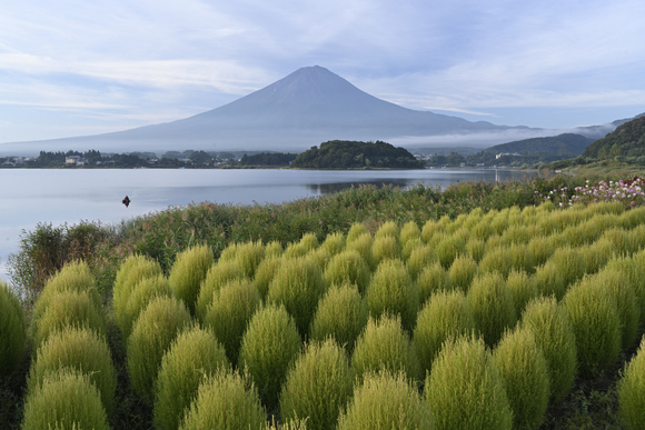 河口湖大石公園　富士山