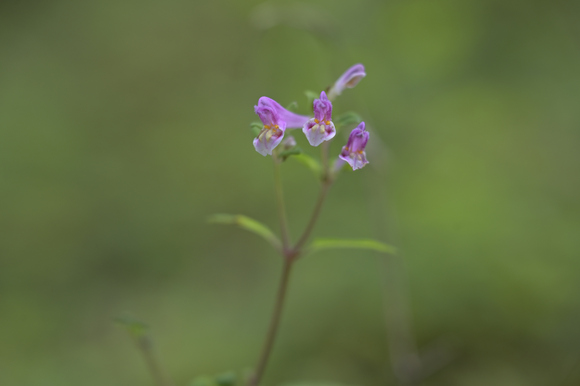 シラヒゲソウの咲く森の花