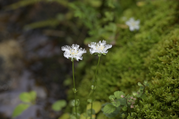 シラヒゲソウの咲く森の花