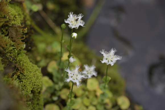 シラヒゲソウの咲く森の花