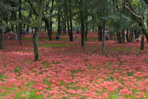 巾着田　曼殊沙華まつり