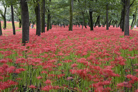 巾着田　曼殊沙華まつり