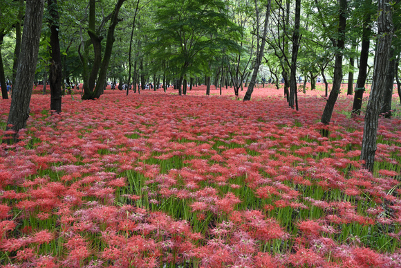 巾着田　曼殊沙華まつり
