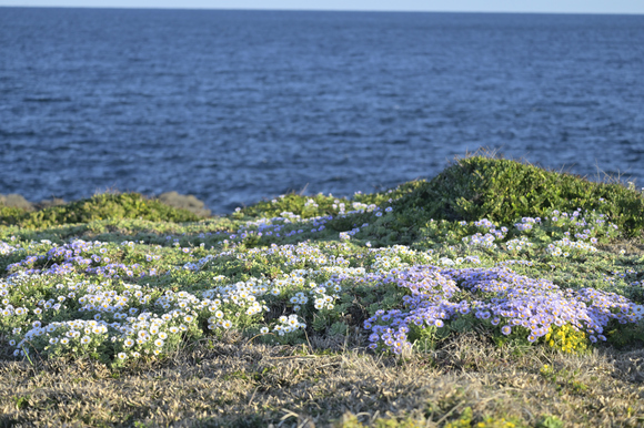 角島に咲く花