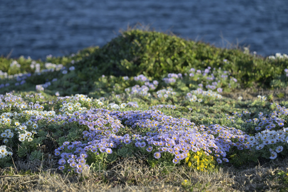 角島に咲く花