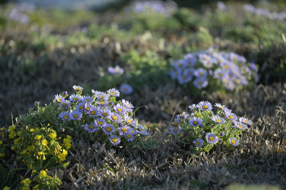 角島に咲く花