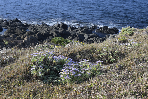 角島に咲く花