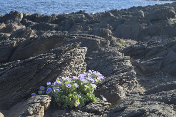 角島に咲く花
