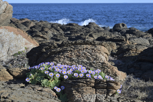 角島に咲く花