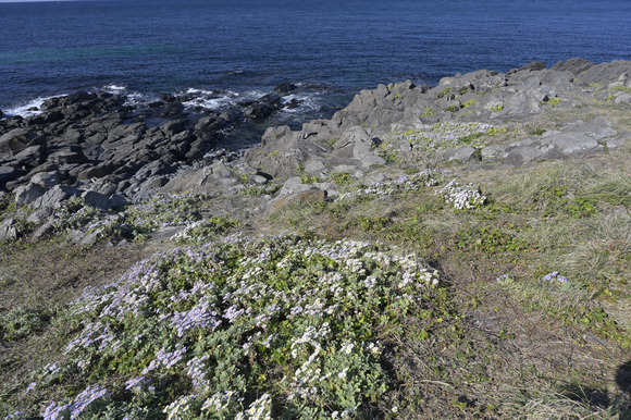 角島に咲く花